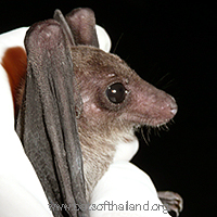 Rousettus leschenaulti